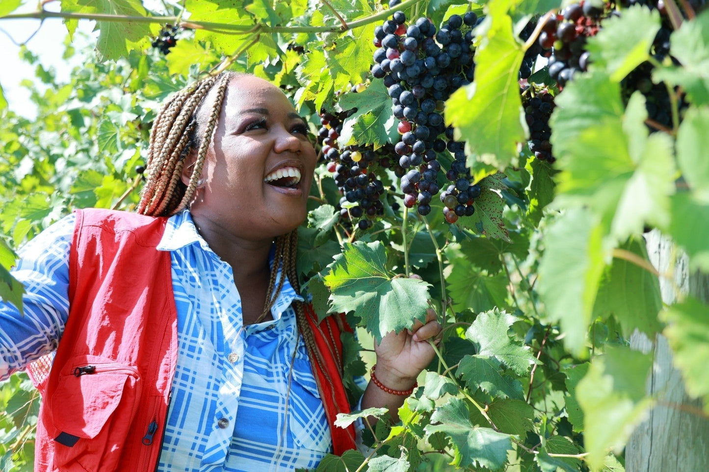 2024 the lampley pinot grigio, lake michigan shore and leelanau peninsula ava
