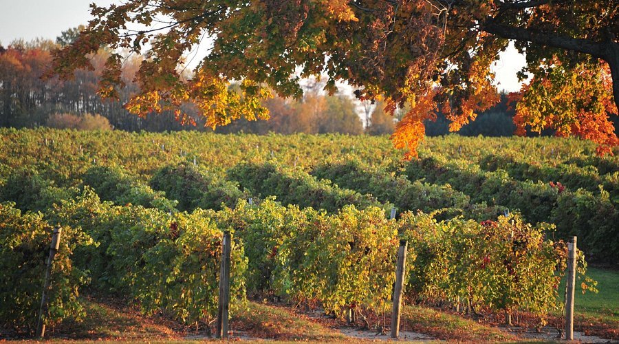 love cork screw "we're movin on up" cabernet sauvignon, lake michigan, mi